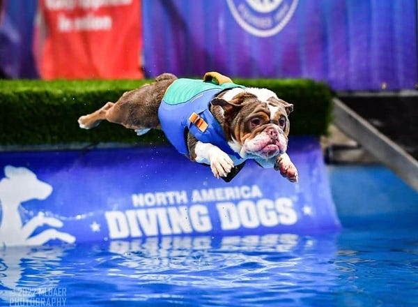 a brown and white bulldog wearing a bright blue life vest is mid-jump above a pool of water. his paws are extended forward and back, and his ears are outstretched like little wings.