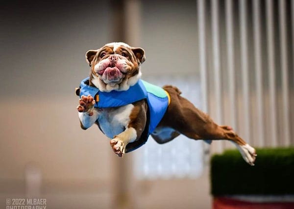 a brown and white bulldog leaps through the air in a blue life jacket. his front right paw is almost waving at you. his face looks surprised, and his lips are pursed into a little “o.” there’s no way this isn’t going to be an epic belly flop.