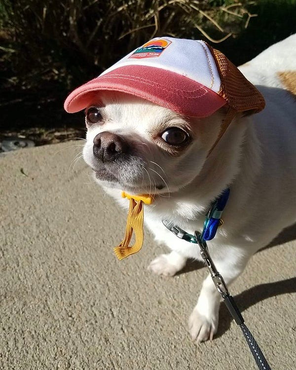 a little white pup is wearing a red-brimmed baseball cap with a yellow drawstring under his chin. he’s standing on the sidewalk on a sunny day, but he still looks impossibly cool