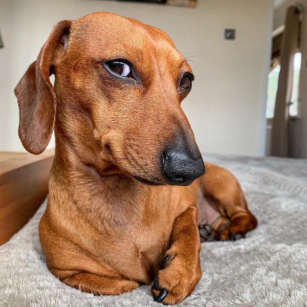 a reddish brown dachshund lays on a gray blanket. he’s propped up on his right elbow and has fully tucked that paw under his chest. he is giving you some serious side eye