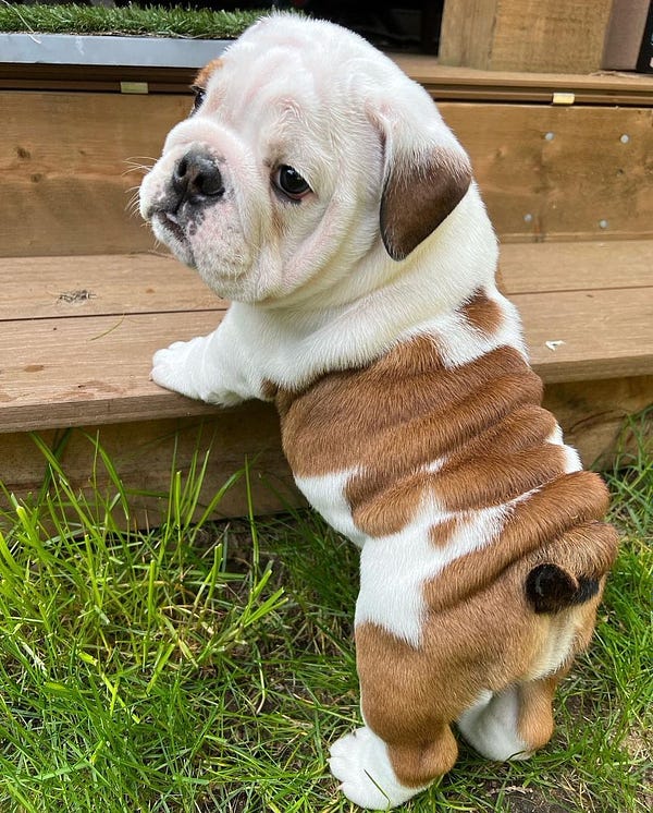 a brown and white bulldog puppy stands with her front paws on a deck step and her back legs in some grass. she looks a little confused about where to go from here. her body is a glorious cascade of brown wrinkles that ends in two little white feet.