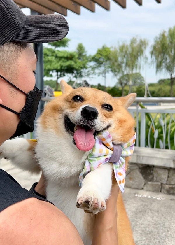a person wearing a black baseball cap and face mask holds aloft a pembroke welsh corgi wearing a pastel gingham bow and a big happy grin. her short white legs are extended out at a wide angle and her head looks like it's resting directly on her shoulders.