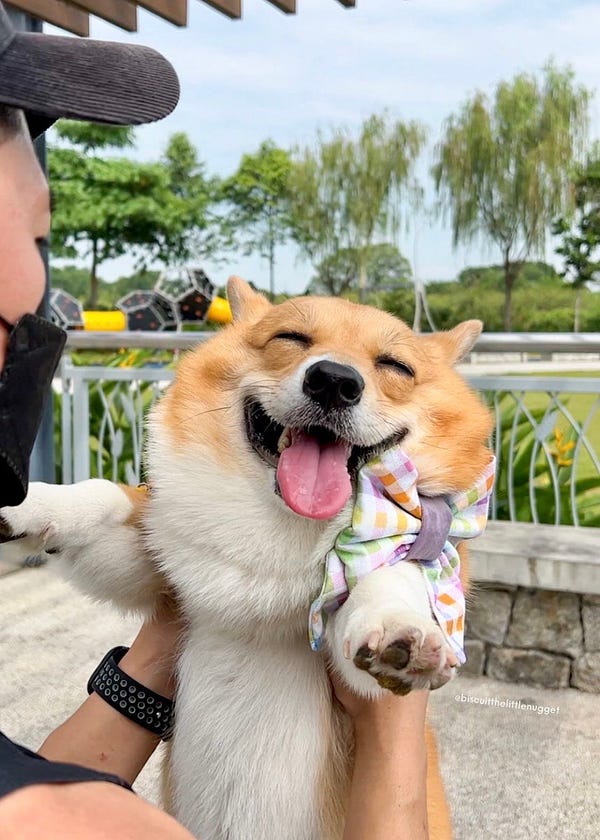 a person wearing a black baseball cap and face mask holds a pembroke welsh corgi up by the armpits. the corgi has the biggest smile on her face, and her eyes are closed blissfully. her tongue is out, her ears are back, and her gingham bow looks flawless.