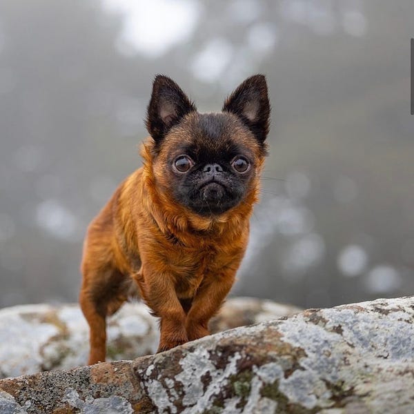 our dwarf griffon hero scales a rocky outcrop. her fur is a reddish brown with a darker face. she looks determined.
