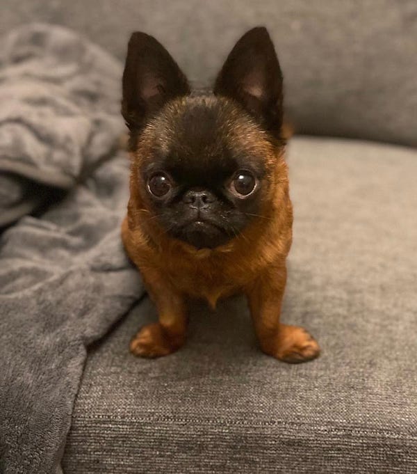a brown and black dwarf griffon sits on a gray sofa. her front paws rest out at an angle from her body. her large ears are attentive, and the gray blanket to her right is just begging to be snuggled in.