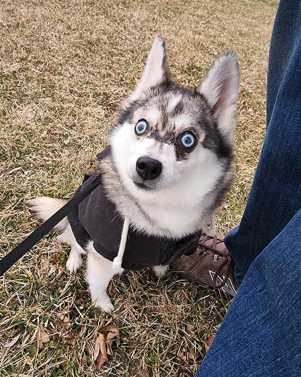 a knee-high husky-looking dog—an alaskan klee kai—sits in some grass wearing a black hoodie next to two human legs. his eyes are wide open and very bright baby blue. his ears are completely vertical. his mind was just completely blown.