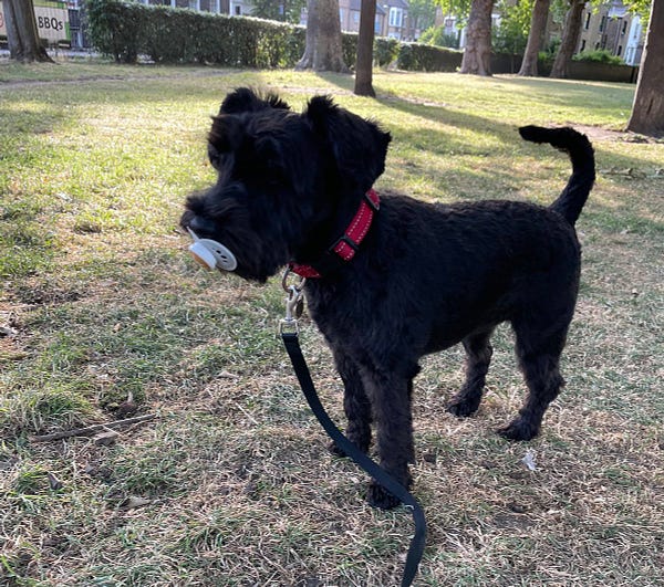 A small black dog stands proudly in a park with a white dummy in her mouth. It looks strangely normal.