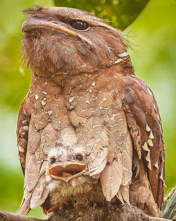 cranky owl-like bird w a huge mouth has baby bird peeking out from under her looking delighted
