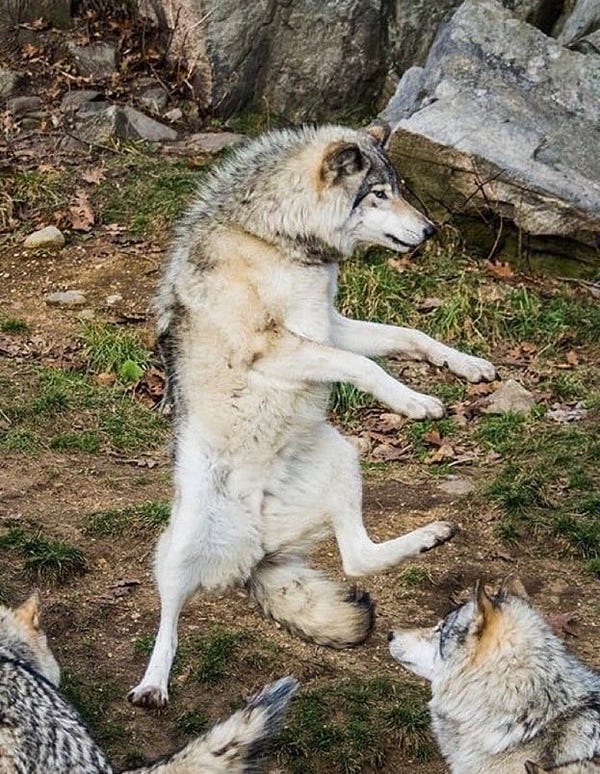 A photo of a wolf seemingly dancing bipedally. 