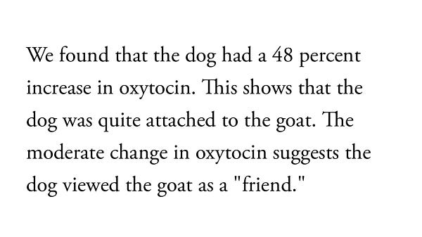 We found that the dog had a 48 percent increase in oxytocin. This shows that the dog was quite attached to the goat. The moderate change in oxytocin suggests the dog viewed the goat as a "friend."