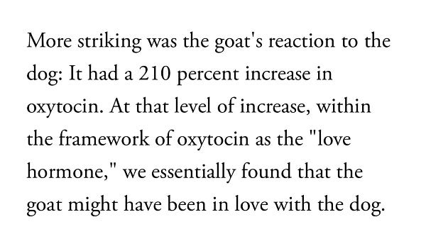 More striking was the goat's reaction to the dog: It had a 210 percent increase in oxytocin. At that level of increase, within the framework of oxytocin as the "love hormone," we essentially found that the goat might have been in love with the dog.