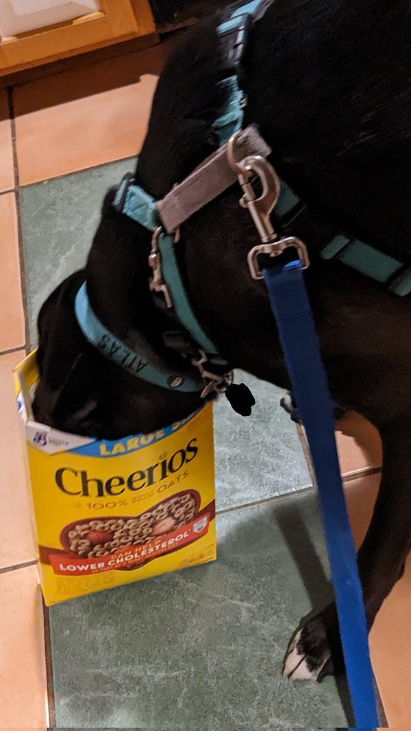 Atlas, a mostly black pit bull/husky/German shepherd mix, standing with his head inside a cheerio box