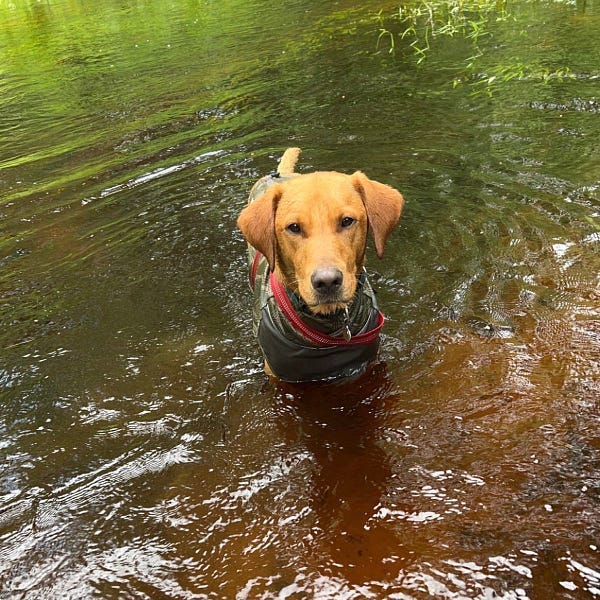 red-brown dog stands in the middle of a murky body of water. he's wearing his grey suit and red harness, and has a determined stare. he's taking his turtle locating responsibility very seriously