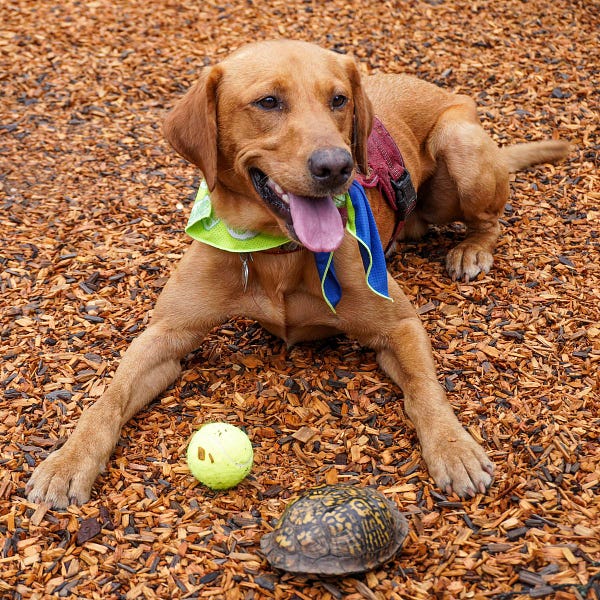 red-brown dog is laying on a ground of similarly colored woodchips. he's got a smile on his face and a small turtle in front of him that he successfully located. he also has a tennis ball in front of him for a job well done