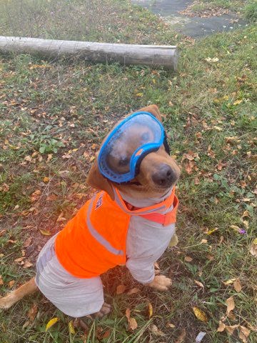 red-brown dog sits on a leafy ground and stares up at you through blue goggles he is wearing on his face. he's also dressed in a grey suit and orange vest, his uniform for locating turtles