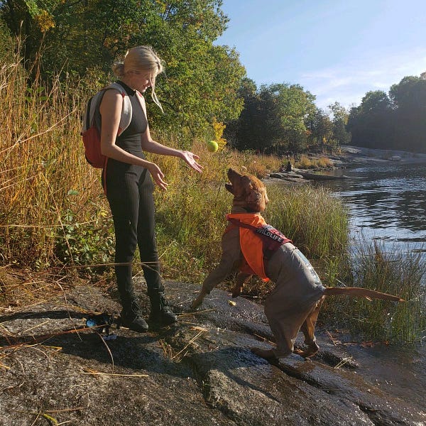 red-brown dog is outside on a river bank wearing a grey suit, orange vest, and a red harness that reads "wildlife." he is mid jump in front of a light skinned human who is tossing a yellow tennis ball for him to catch