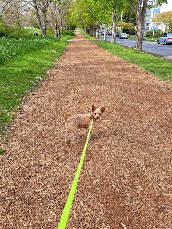 a mulched trail with a neon yellow line running through it is punctuated by three black dots, two eyes and a nose, on an otherwise completely camouflaged 12/10 dog. (shhh)