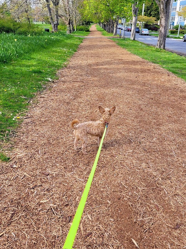 a mulch-covered trail extends off into the distance, lined by bright green grass and tall trees. a neon yellow strip runs from the bottom of the photo to the middle of the trail, where it seems to just stop. two little triangles of mulch-covered ears can barely be made out in the scene.