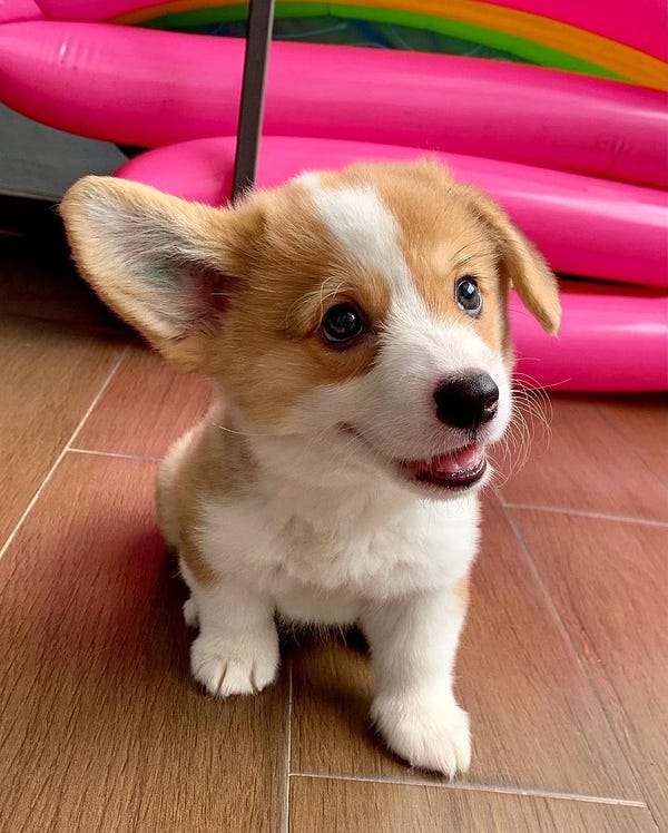 a tan and white corgi pup sits on a wood-look floor in front of a bright pink inflatable thing. the puppy’s left ear is folded down, but his right one is up in a signature corgi point. he’s grinning at something just out, up and to the left.