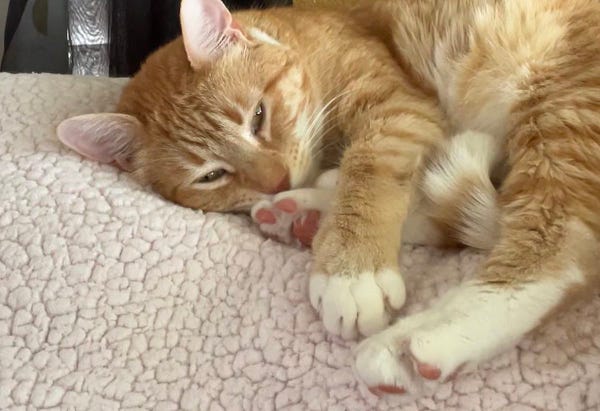 An orange cat is half-curled up while dozing on a fuzzy blankie. He has all of his paws kind of stacked on top of each other