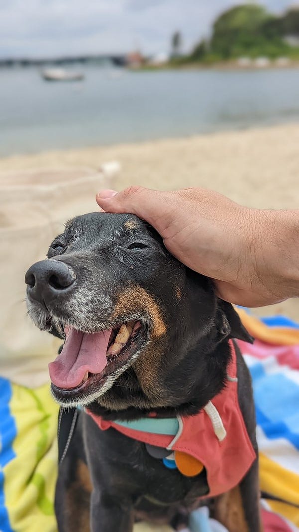 Close-up of a small sized black and tan mini-pinn mix dog with white/graying face euphoric smiling as they're pet, in front of a beach.