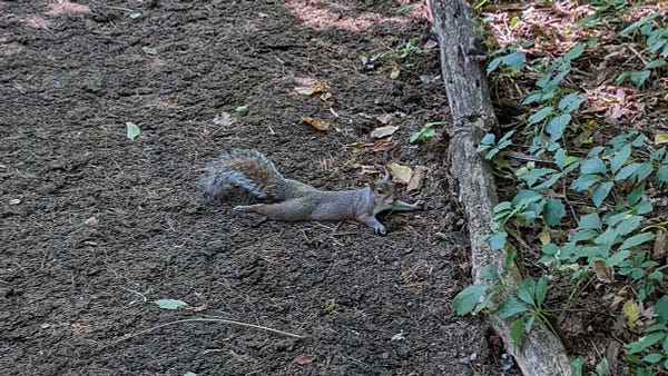 A squirrel lies belly down on a shaded nature path in the park.