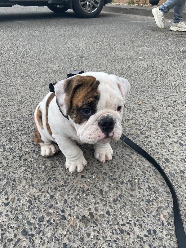 a little bulldog puppy in a black harness sits nervously in a parking lot waiting to hit the trail. he is mostly white with a brown brindle patch over one eye. his teeny paws have razor-sharp puppy nails, but everything else about him looks soft. especially his little ankle wrinkles.