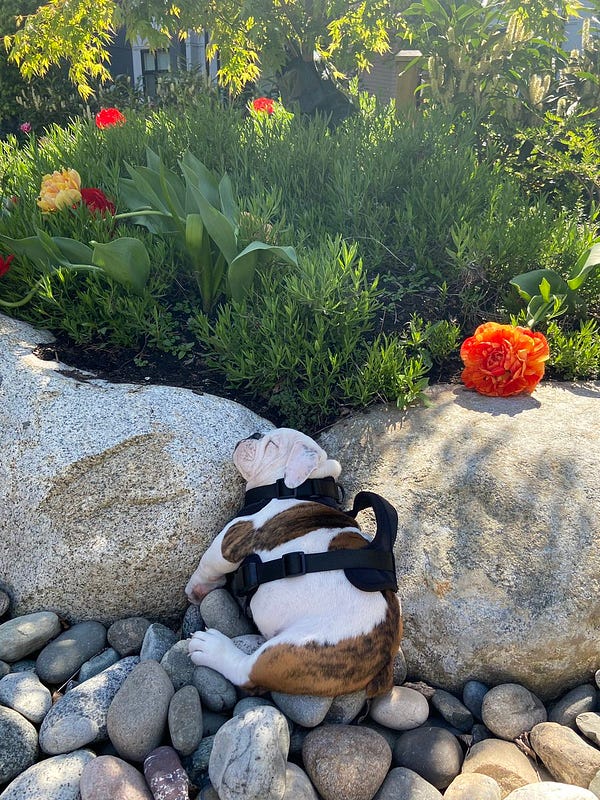 little white bulldog puppy with brindle patches is asleep on his side, nestled into a pile of rocks. a roll of wrinkle is pushing up from his black harness, and probably making a cozy pillow underneath. some foliage with bright orange flowers is just beyond the rocks.