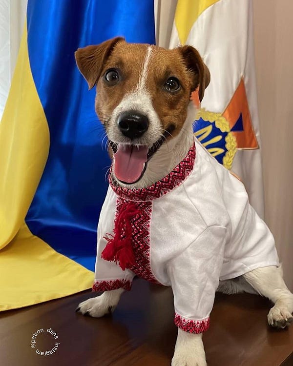 Dog in vyshyvanka sitting near the flag of Ukraine. It is JRT, called Patron