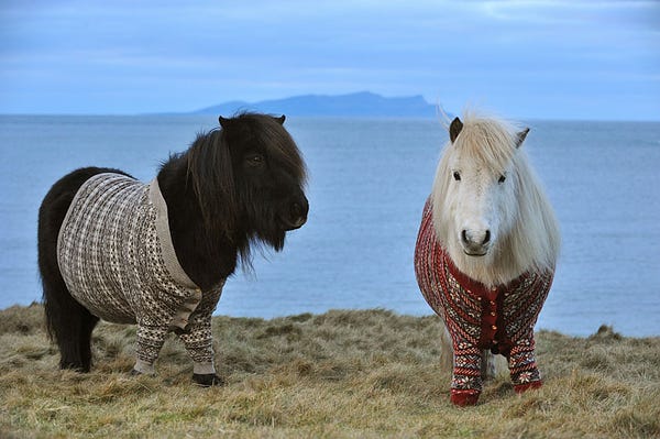 pictures of two Shetland ponies, Flavia and Vitamin, in cardigans