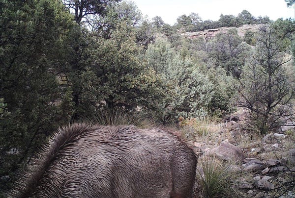 A trail camera image shows an elk leaning down and grazing. In the background is thick trees and scrub brush. Camouflaged amongst the ground vegetation and rocks, is a hidden mountain lion.