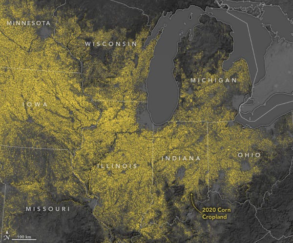 A grayscale satellite image of the midwestern states including Minnesota, Iowa, Missouri, Wisconsin, Illinois, Michigan, Indiana and Ohio (all labeled in the image). Cornfields are marked in yellow. Yellow dominates the image as cornfields cover most of the midwest.