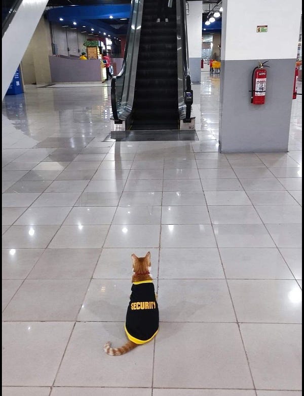 A small ginger cat wearing a security uniform in a mall.