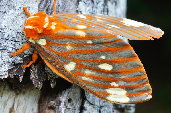 The regal moth can be found in northeast Oklahoma. They are large and "fluffy." They are strikingly orange with white spotting on the wings. Their bodies are fuzzy bright orange as well. Surely one of the most amazing looking creatures in the moth world. 