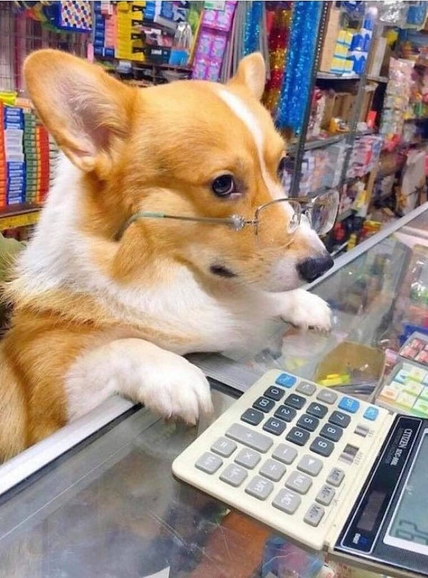 corgi working the cash register at a shop. he's wearing glasses so you know he means business 