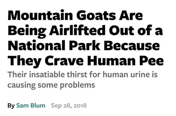 Headline from an article in Popular Mechanics - 

"Mountain Goats are being airlifted out of a national park because they crave human pee - their insatiable thirst for human urine is causing some problems."