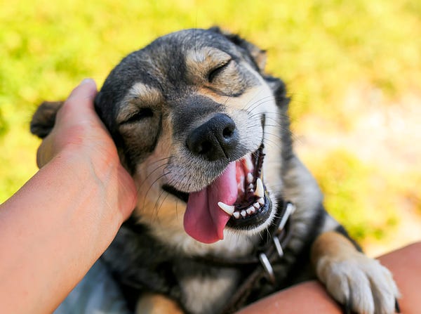 dog having their ear scratched, expressing contentment