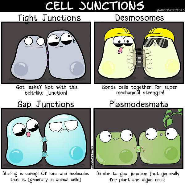 A four panel biology comic by Amoeba Sisters. Each panel features a cartoon illustration of a cell junction: tight junction (Got leaks? Not with this belt-like junction!), desmosomes (Bonds cells together for super mechanical strength!), gap junctions (Sharing is caring! Of ions and molecules that is [generally in animal cells]), and plasmodesmata (Similar to gap junction [but generally for plant and algae cells]).