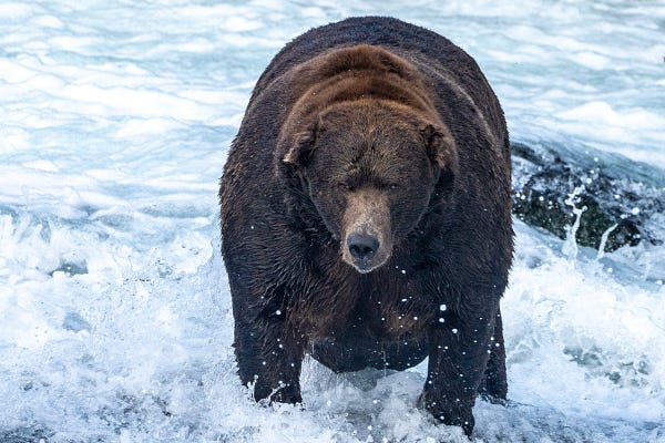 A large brown bear, 747 stands in flowing, ankle deep water. 