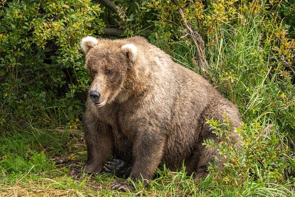 Large bear, 28 Grazer, rests in the grass. Taken September 10, 2022. 