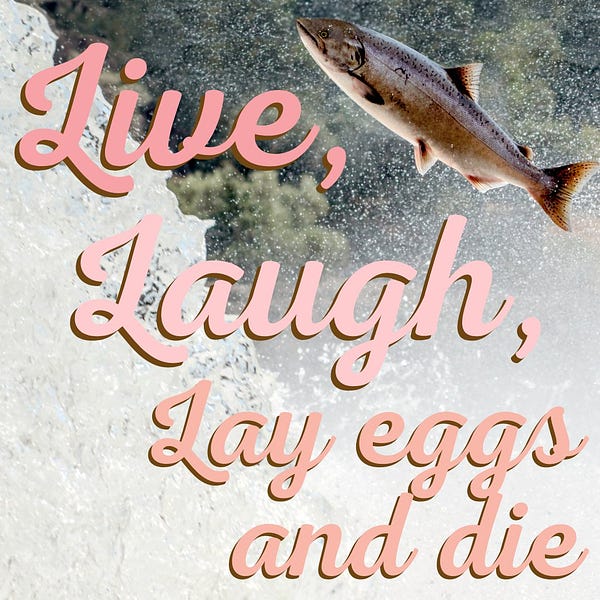 A salmon majestically leaps up a cascade of water. The inspiring words "Live, Laugh, Lay eggs and die" are written in script over the picture. The salmon has a look in its eye that says: If you can't handle me at my worst, you don't deserve me at my best.
