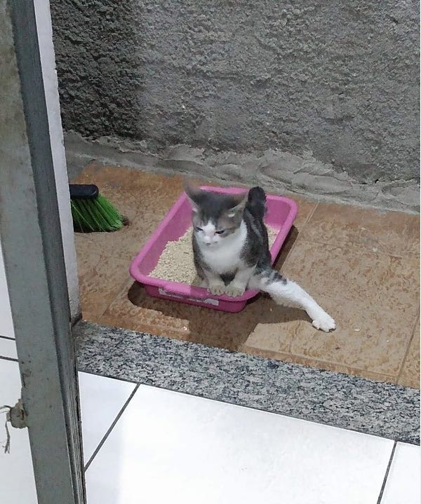 gray and white cat in a small pink litter box with its leg sticking out off the side. Looks like its doing a Fosse dance move. 