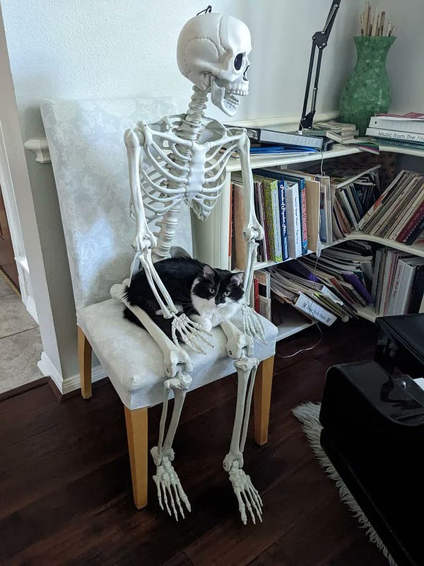 black and white cat sitting on a skeleton's lap in a chair 