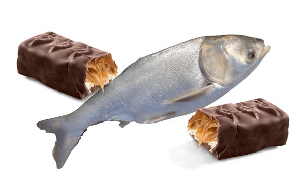 A photo of an invasive silver carp (fish) laying among the fractured contents of a candy bar. 

[Used carp photo by Bradon Brown]