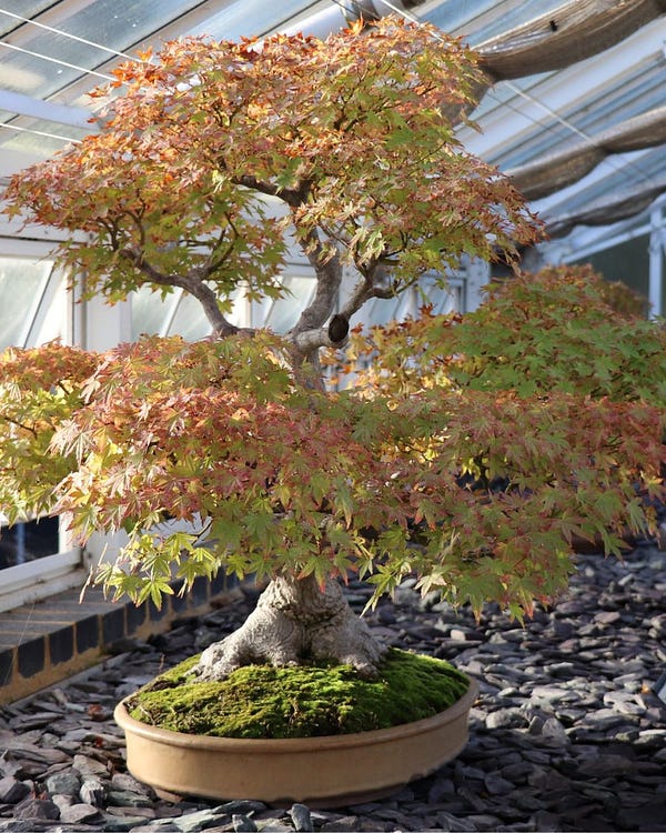 A bonsai tree with orange-red leaves inside a glasshouse