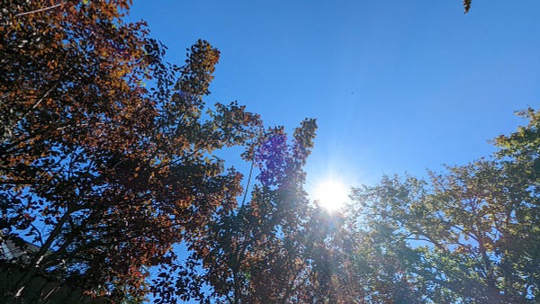 Multi-chromatic fall foliage, an ombre in the canopy from reddish browns to glade jade greens, with the sun held atop the fringe fingered branches in the middle