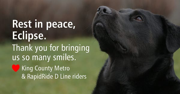 Eclipse the bus riding black lab mastiff mix, is pictured looking up and focused against a green grass background. Text on graphic reads "Rest in peace, Eclipse. Thank you for bringing us so many smiles. Love King County Metro and Rapid Ride D Line riders."  