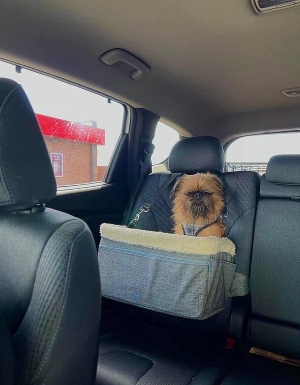 a wiry brown brussels griffon sits upright in a gray, fleece-lined box that is buckled into the back seat of a car for safety. he is scowling at you with squinted eyes and a deep frown.