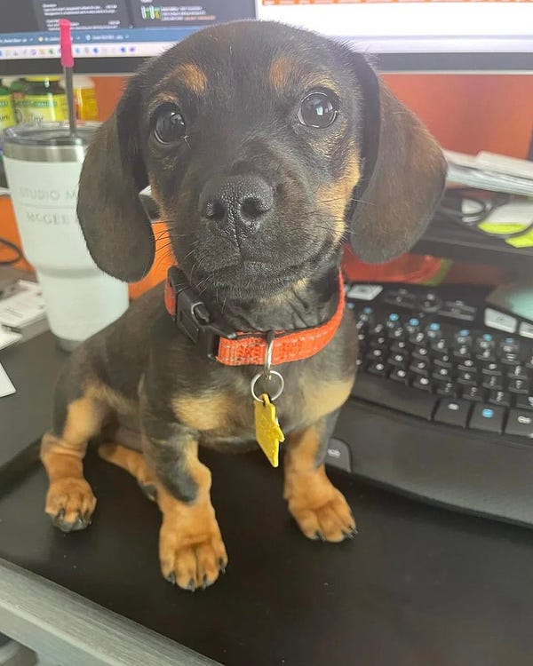 a black dachshund pup with brown markings sits on a desk next to a keyboard and monitor. he has a small orange collar, a yellow tag, and an undeniable smirk. there are two wrinkles on his back foot that could alone take an entire fortune 500 company offline for a week.