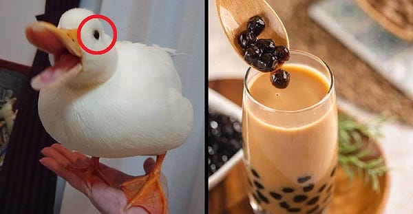 left: the cutest gotdamn duck with his eye circled.
right: delicious boba, suspiciously similar to the duck's eye???